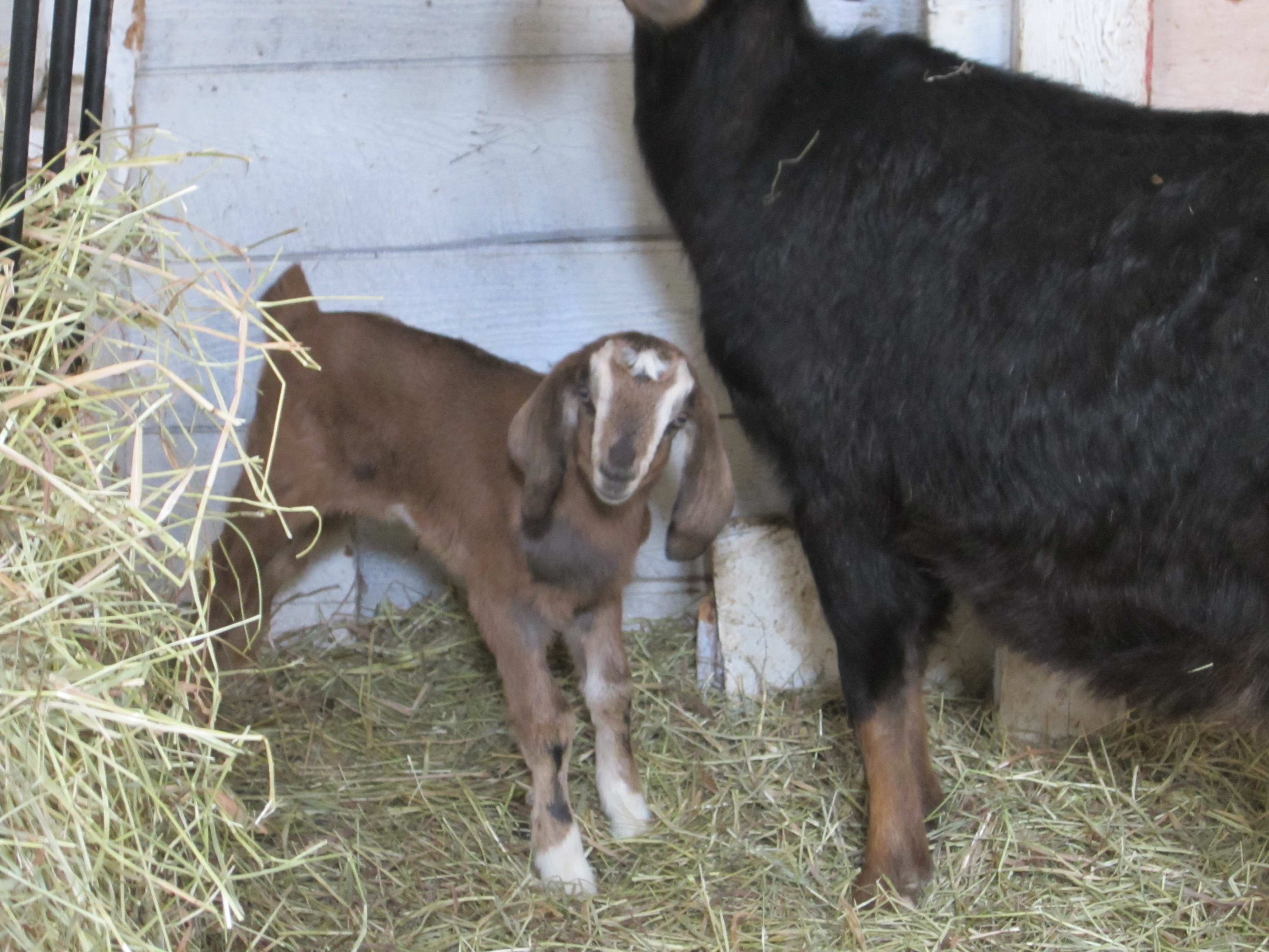 goats at Napanee farm